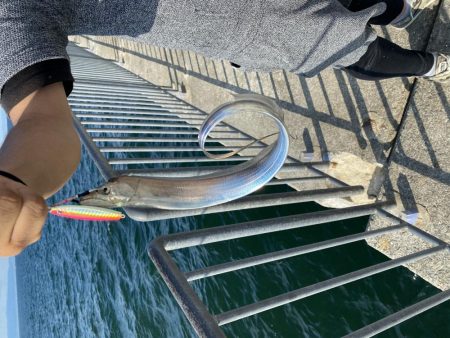 ツバス　太刀魚