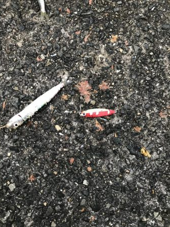 青物不在！アジ渋め