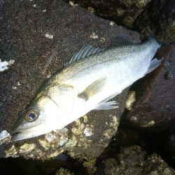 トップに反応がない日は、水面直下で勝負！！