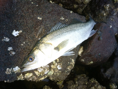 トップに反応がない日は、水面直下で勝負！！