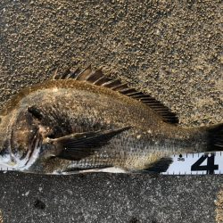 イチノ兄弟、釣果！