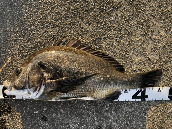 イチノ兄弟、釣果！