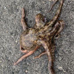 アジング楽しい〜