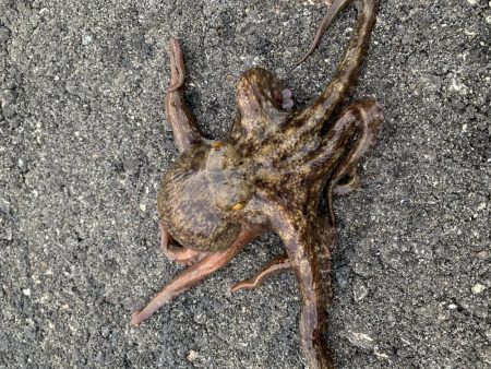 アジング楽しい〜