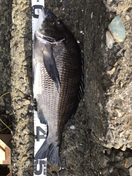 イチノ兄弟、釣果！