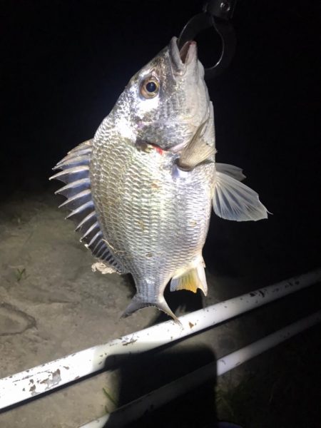 淀川のチニングパート2