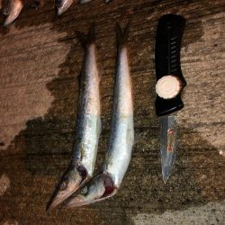 アジはまだ小さいのばかり