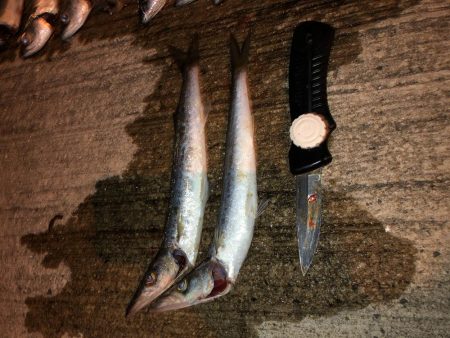 アジはまだ小さいのばかり