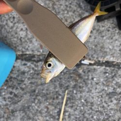 鱗付け淡路島アジング