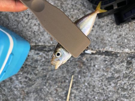 鱗付け淡路島アジング