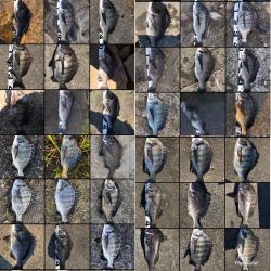 姫路年無し3枚‼️（イチノ兄弟）