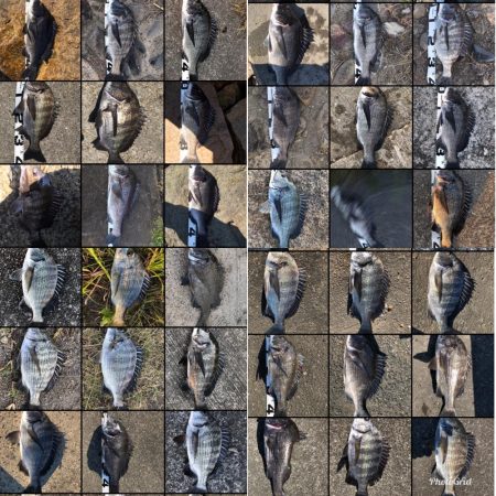 姫路年無し3枚‼️（イチノ兄弟）