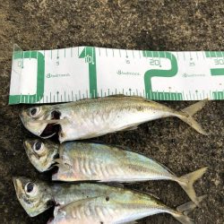 朝マズメアジング