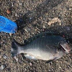 豆アジで呑ませ