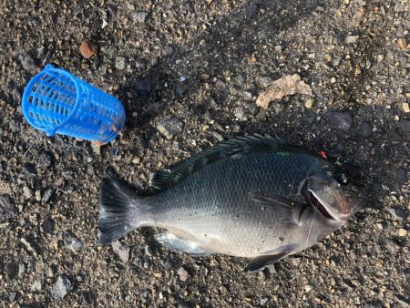 豆アジで呑ませ