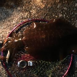 ヒイカエギング