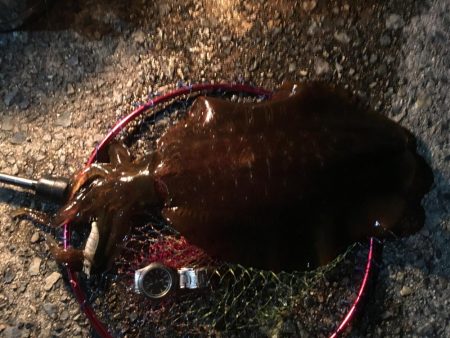 ヒイカエギング