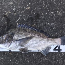 イチノ兄弟、釣果！