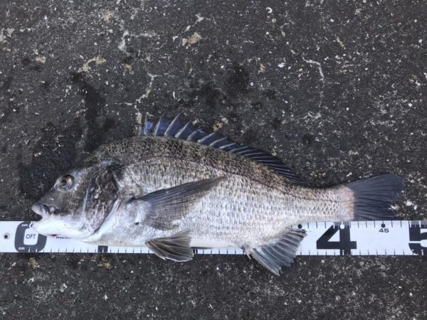 イチノ兄弟、釣果！