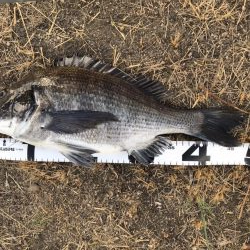 イチノ兄弟、釣果!