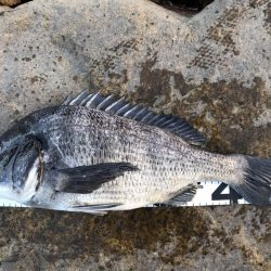 イチノ兄弟、釣果!