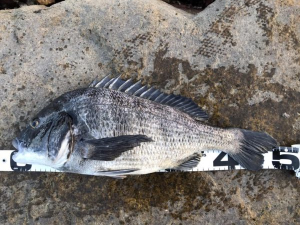 イチノ兄弟、釣果!