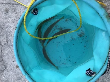 よーやくケンサキ