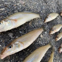 キス釣りに行きました。