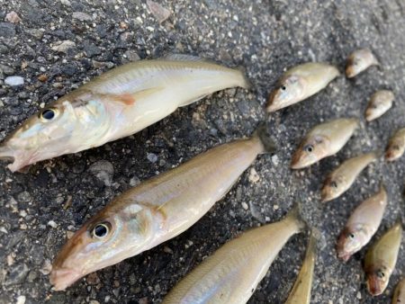 キス釣りに行きました。