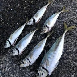 デカアジ・デカカマス