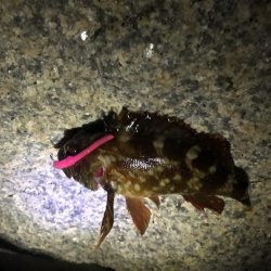 大シケでの3匹は格別。