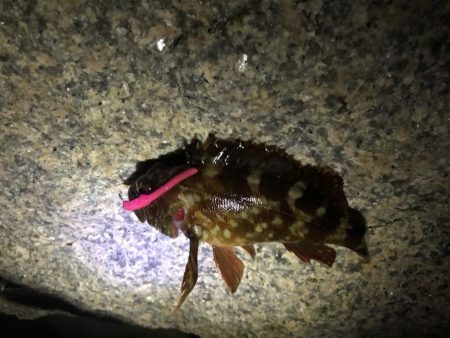 大シケでの3匹は格別。