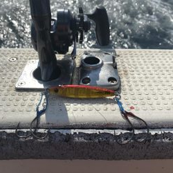 ハマチサイズ好調