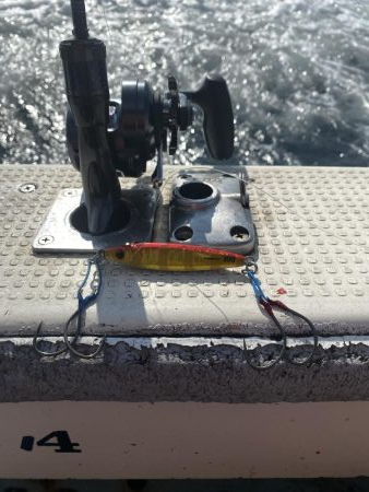 ハマチサイズ好調