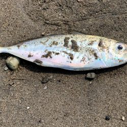 アジ時々マダイ