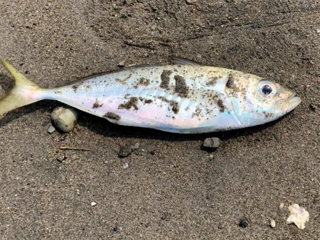 アジ時々マダイ