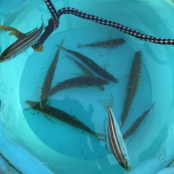 バラティな魚種