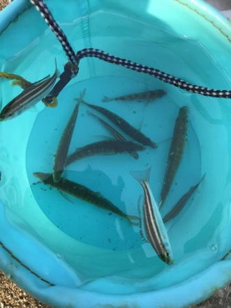 バラティな魚種