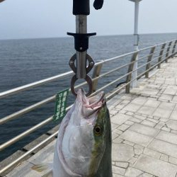 げき渋の中なんとか一本