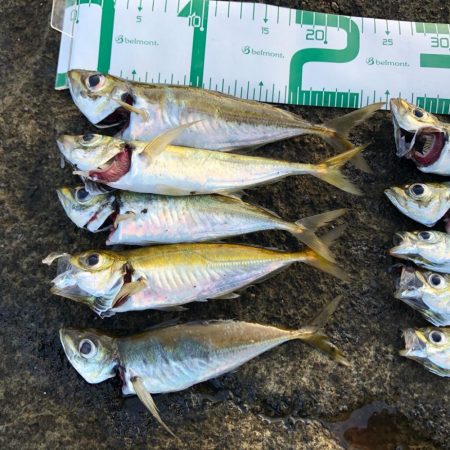 朝マズメアジング