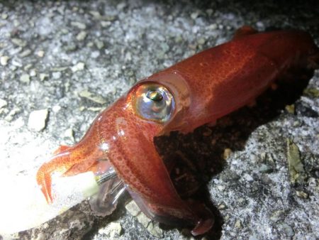 三蜜を避けて人が少ないポイントでケンサキ狙…