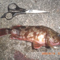 お盆墓参り+釣り