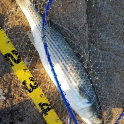 狙ってボラファイト。シーバスはどこへ？