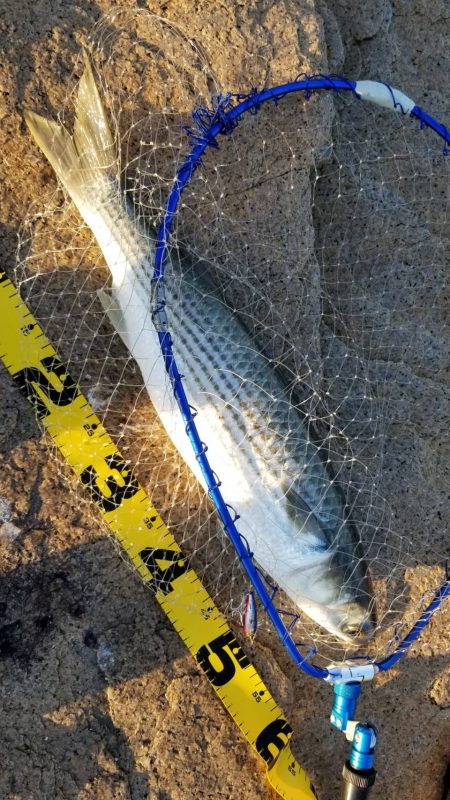 狙ってボラファイト。シーバスはどこへ？