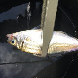 ファミリーサビキ