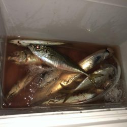 タチウオが安定してきたかな？