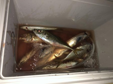 タチウオが安定してきたかな？