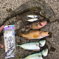 マゴチ、ツバス、アコウ