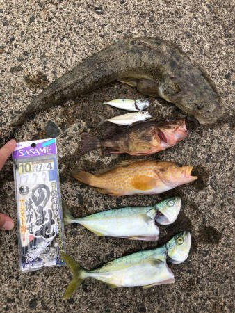 マゴチ、ツバス、アコウ