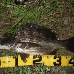 真夏のチニング